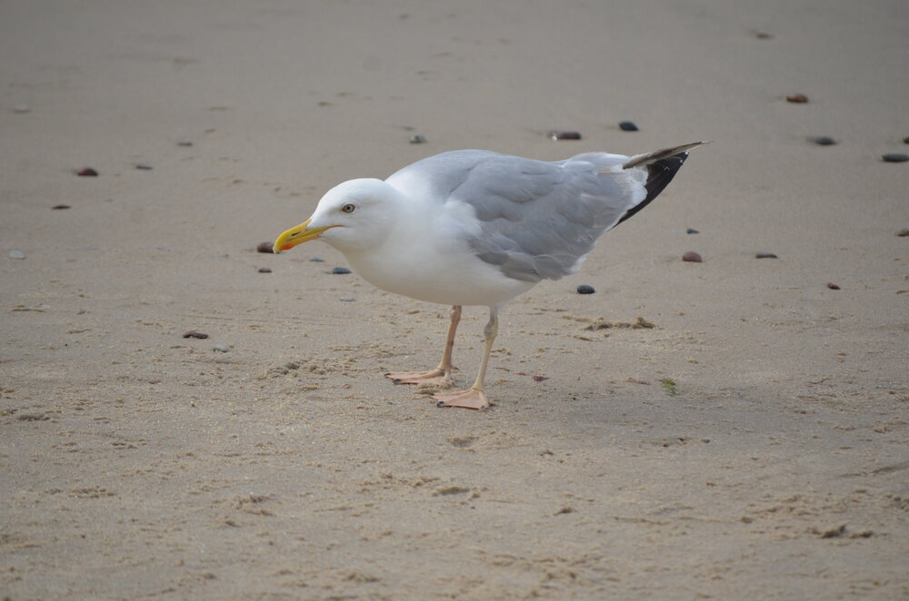DSC_8716.JPG