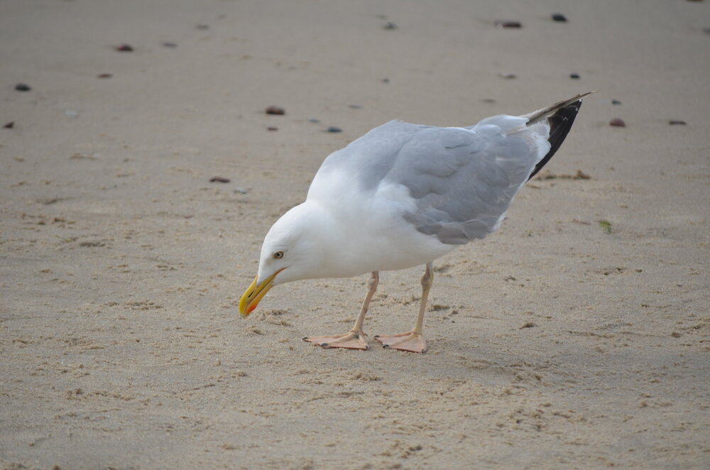 DSC_8717.JPG