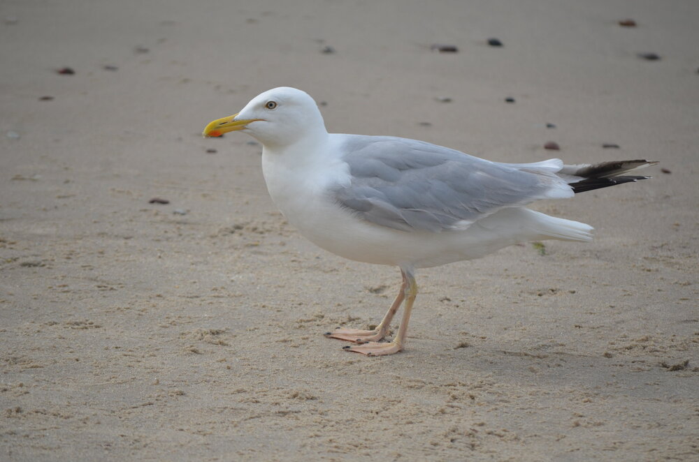 DSC_8719.JPG