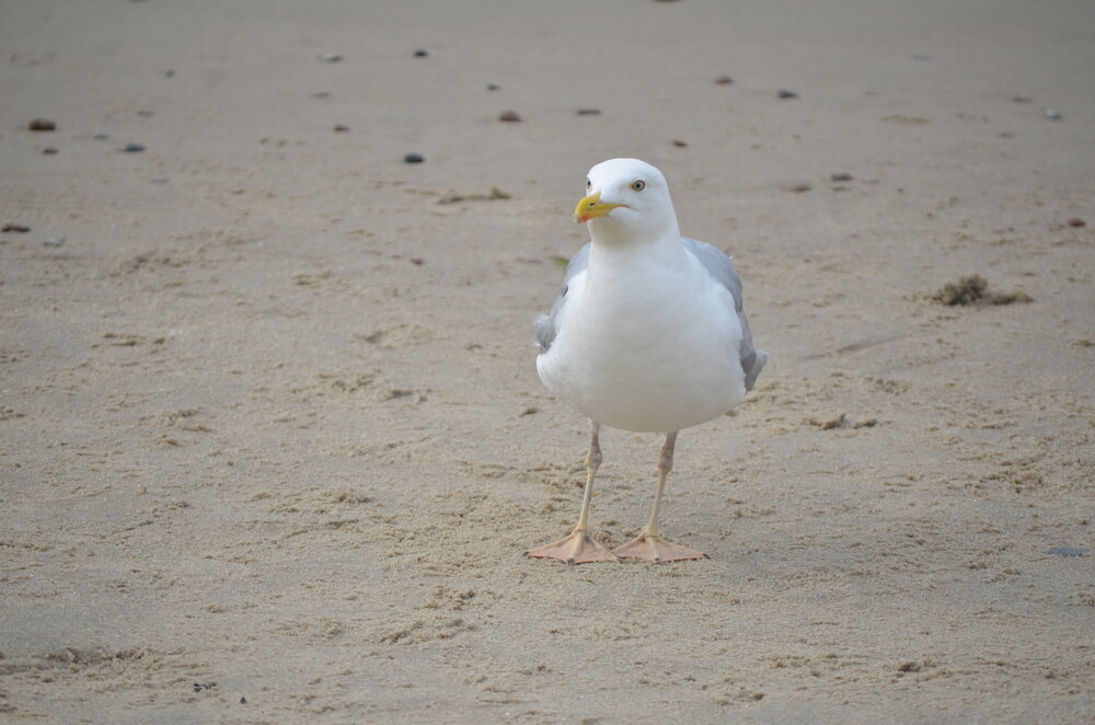 DSC_8726.JPG