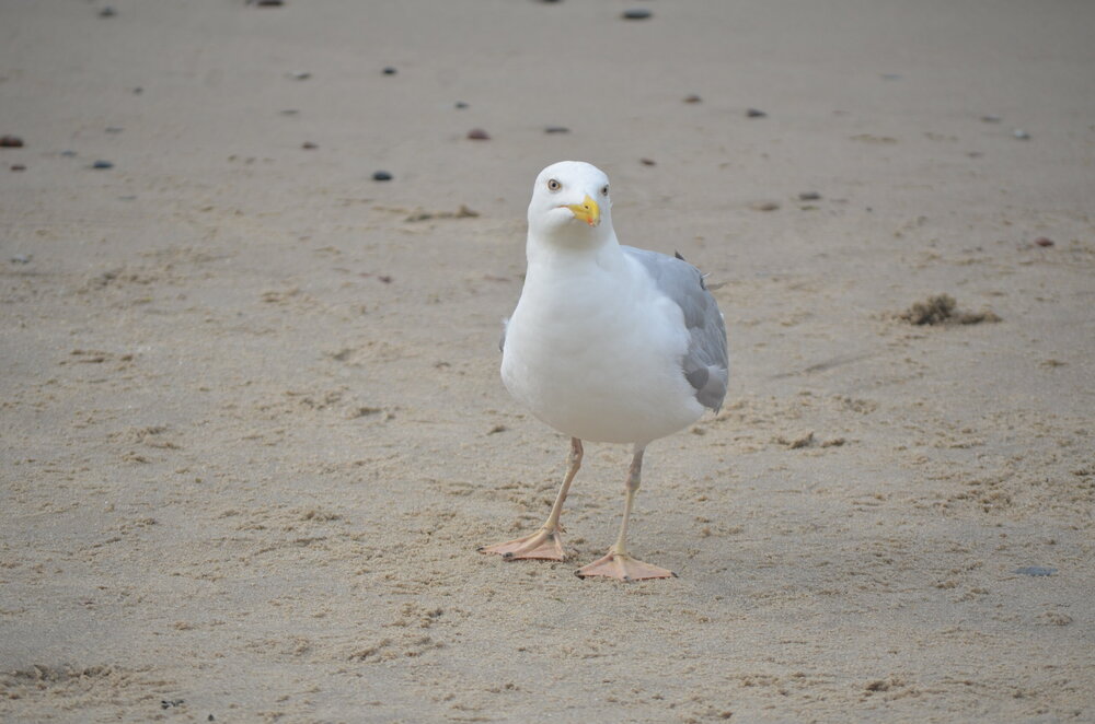 DSC_8727.JPG