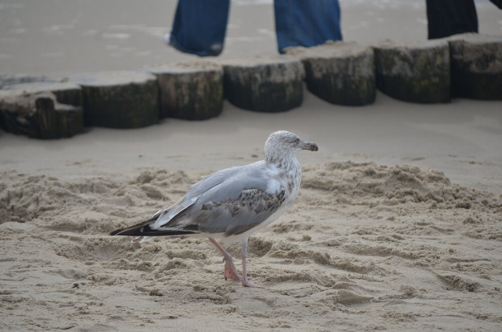 DSC_8735.JPG