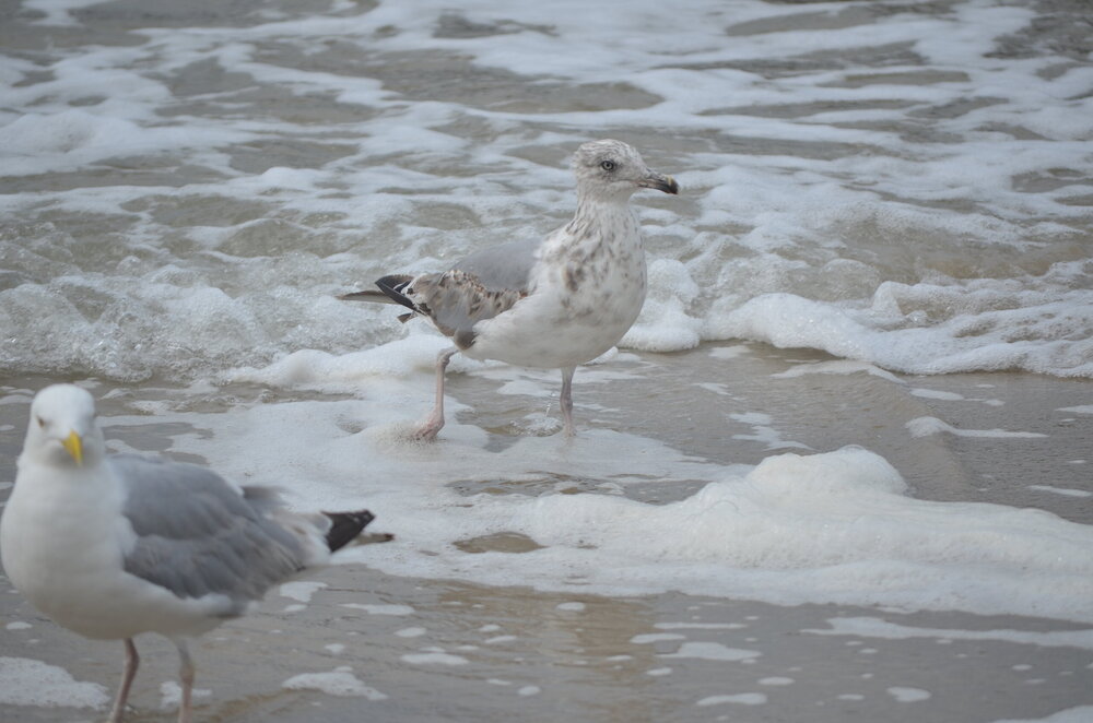 DSC_8743.JPG