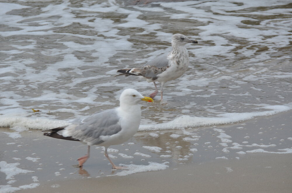 DSC_8745.JPG
