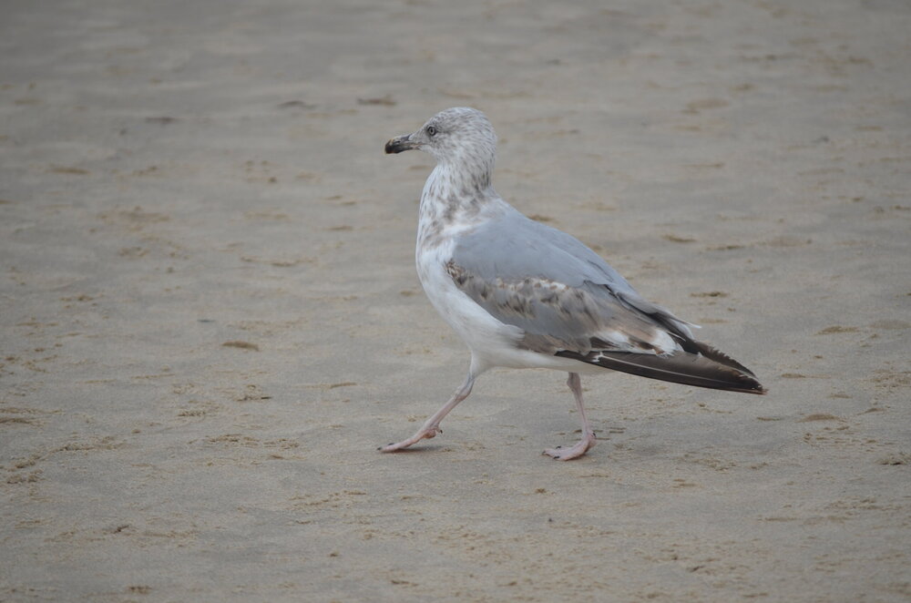 DSC_8765.JPG