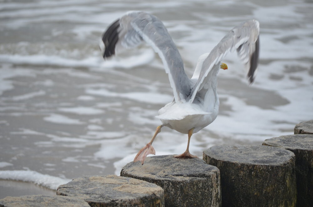 DSC_8777.JPG