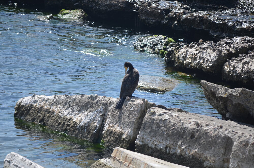 DSC_8783.JPG