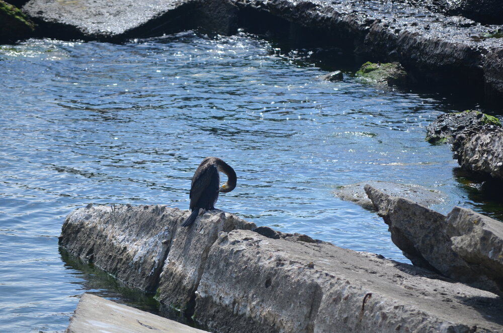 DSC_8787.JPG