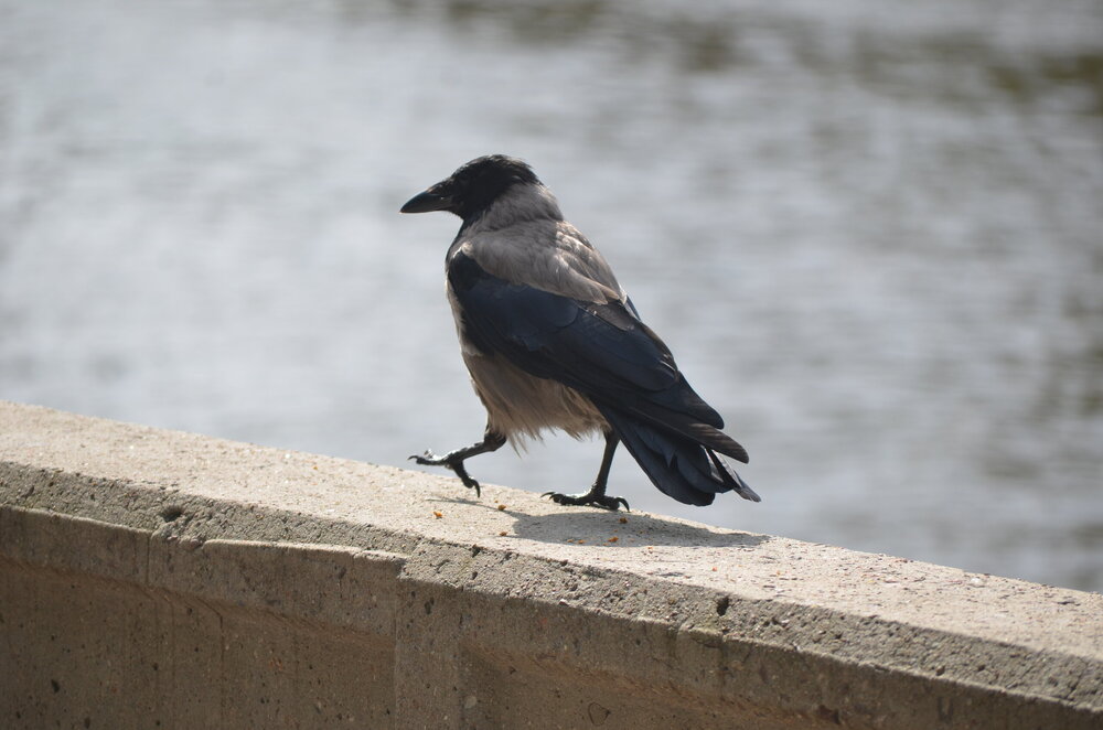 DSC_8909.JPG
