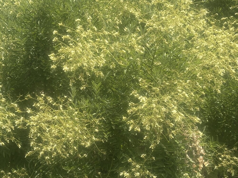 IMG_3843.jpeg