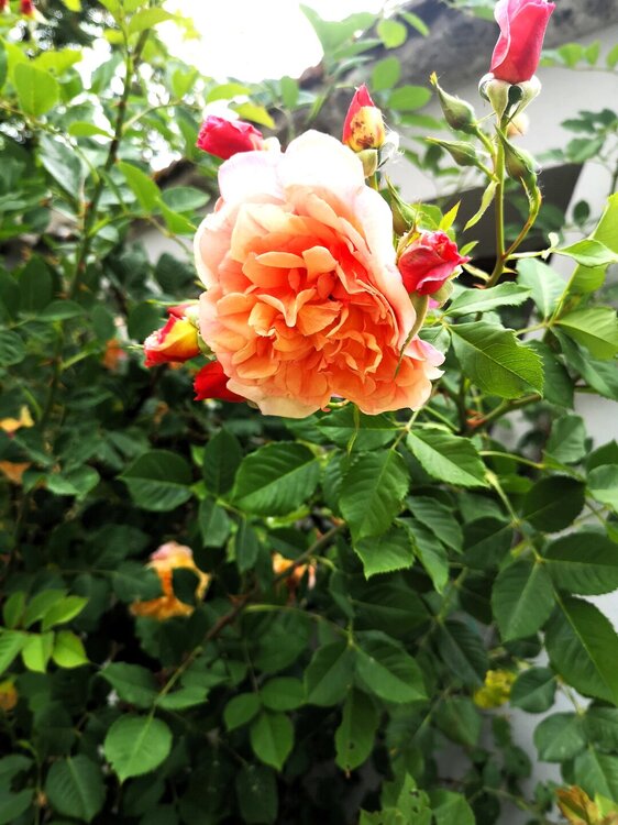 IMG_20260505_181541.jpg