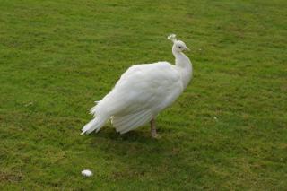 DSC05153.JPG