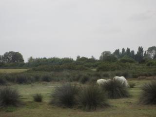 IMG_3525.JPG