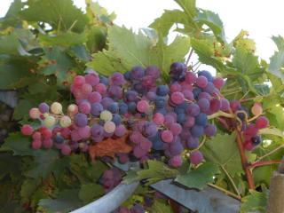 DSCN0618.JPG