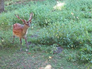 IMG_4176.JPG