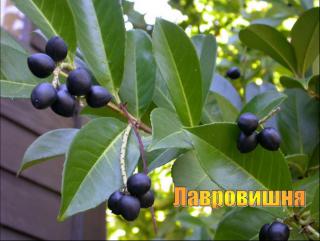 лавровишня плод.jpg