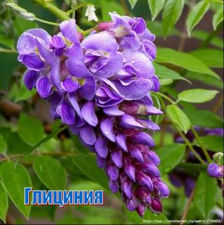 глициния.JPG