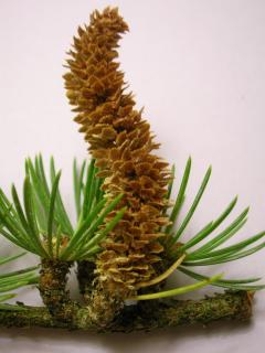 Male_cone_of_Cedar_of_Lebanon.jpg