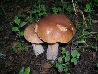 DSCN1065.JPG
