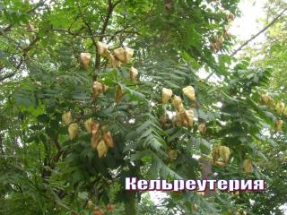 кельреутерия.jpg