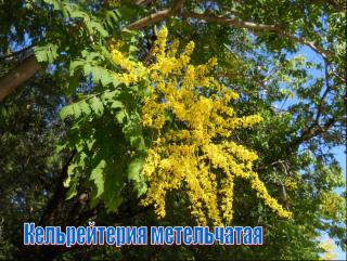 кельрейтерия 4.jpg