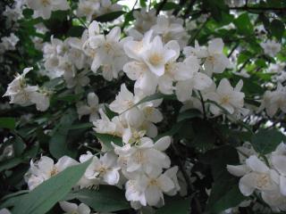 DSCF1154.JPG
