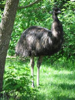 IMG_0533.JPG