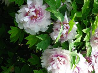 IMG_6884.JPG