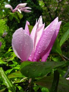 IMG_2460.JPG