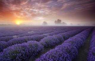 lavender.jpg
