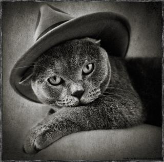 кот 1.jpg