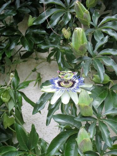 IMG_1510 (2)сж.jpg