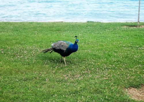 IMG_1419 (2)сж.jpg