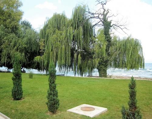 IMG_1420 (2)сж.jpg