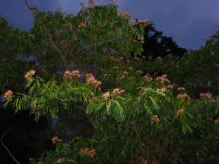 IMG_0139.JPG