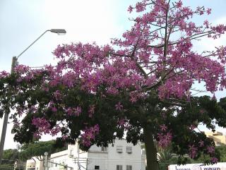Chorisia speciosa.jpg