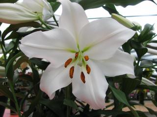 IMG_5084.JPG