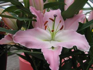 IMG_5079.JPG
