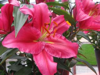 IMG_5080.JPG