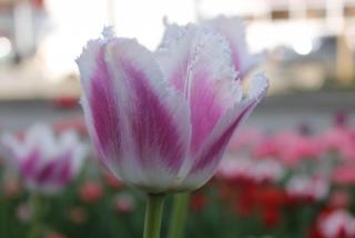 IMG_0159.JPG