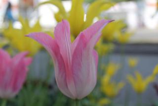 IMG_0156.JPG