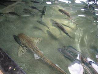 Майами-Орландо-Карибы 2011 232.JPG