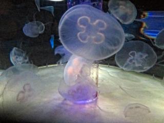 IMG_8499.JPG