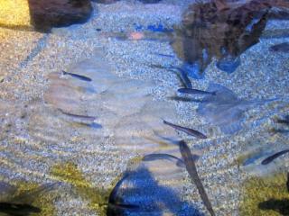 IMG_0888.JPG