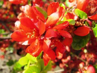 IMG_7081.JPG