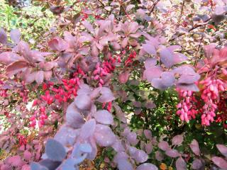 IMG_2876.JPG