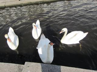 IMG_1252.JPG