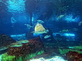 IMG_8467.JPG