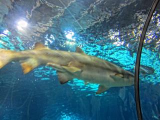 IMG_8471.JPG