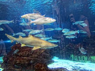IMG_8477.JPG
